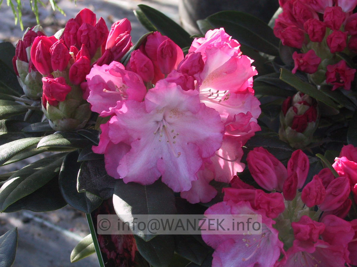 Rhododendron yakushimanum Marlis 01.JPG